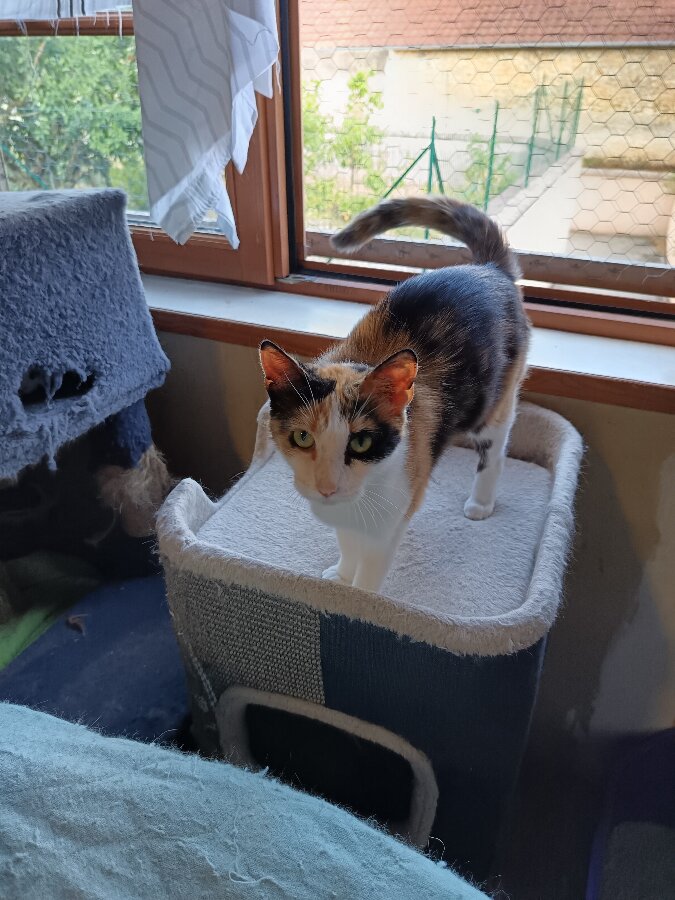 chat