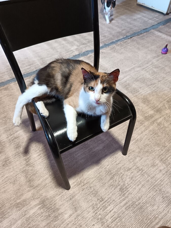 chat