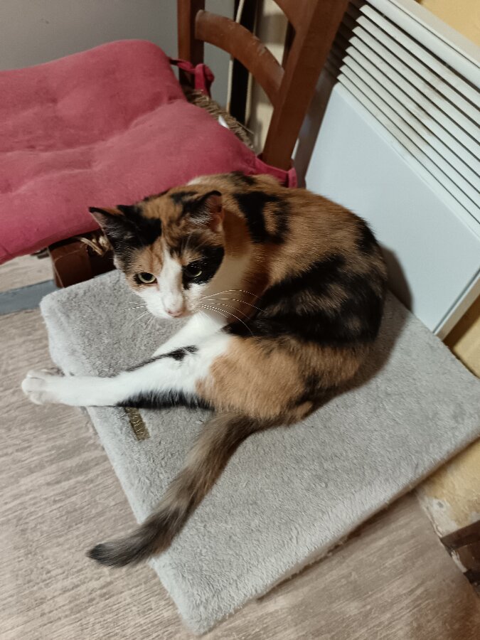 chat
