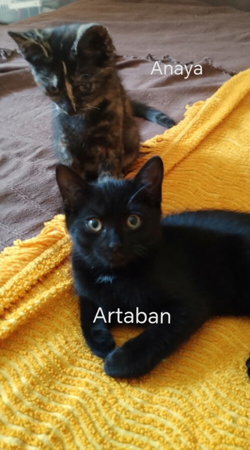 chat