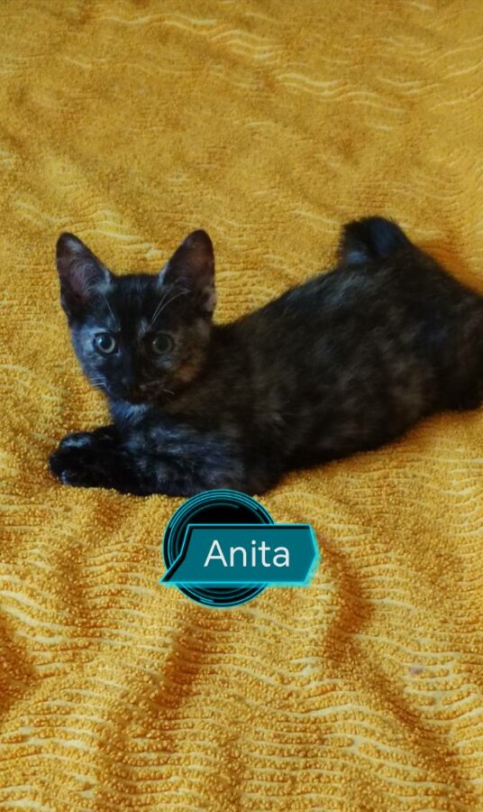 chat