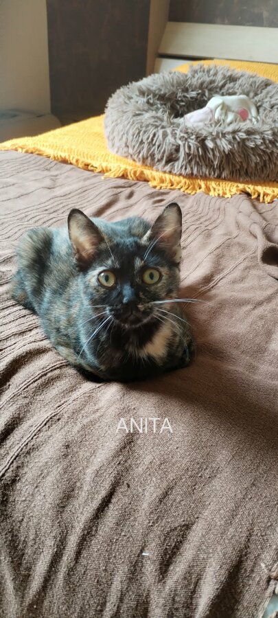 chat