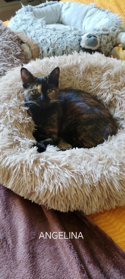 chat
