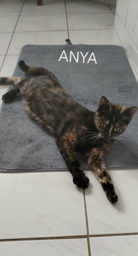 chat