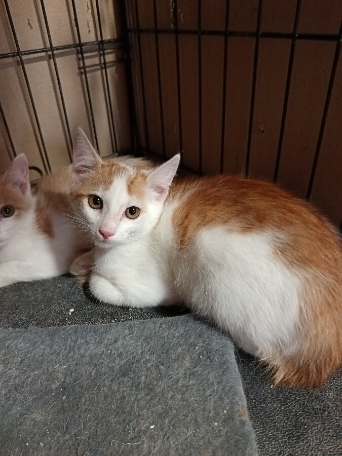 chat