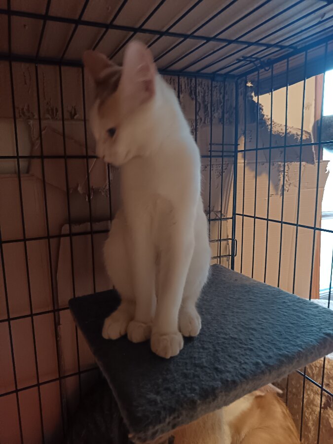 chat
