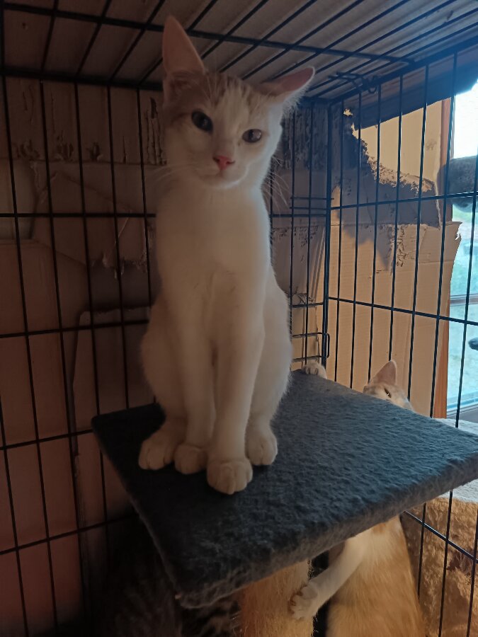 chat