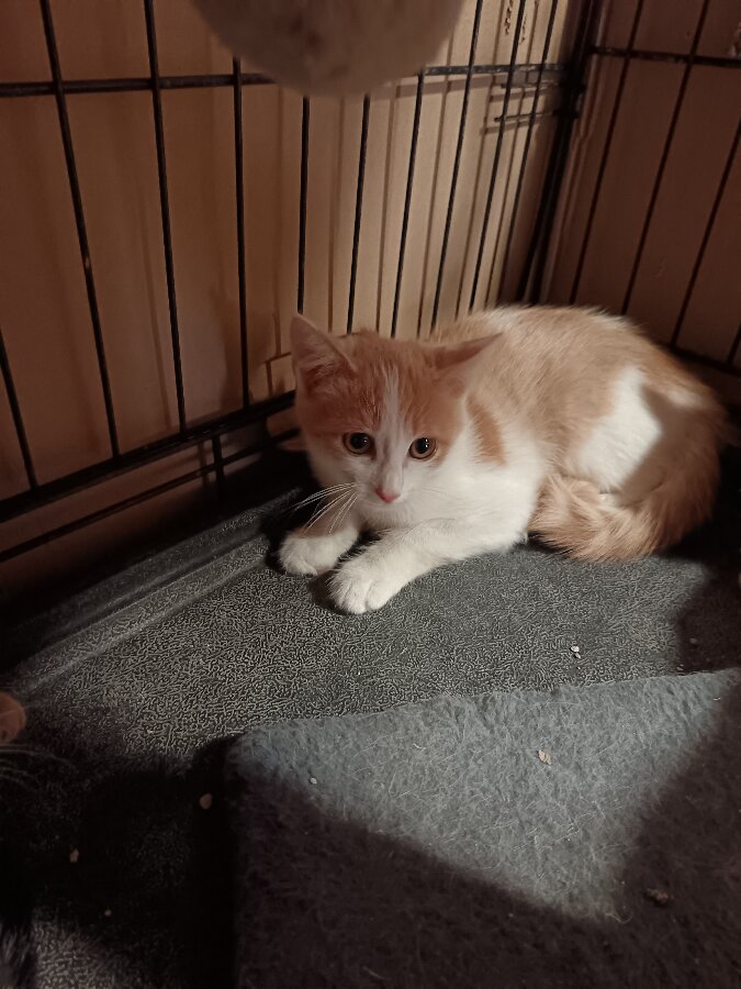 chat