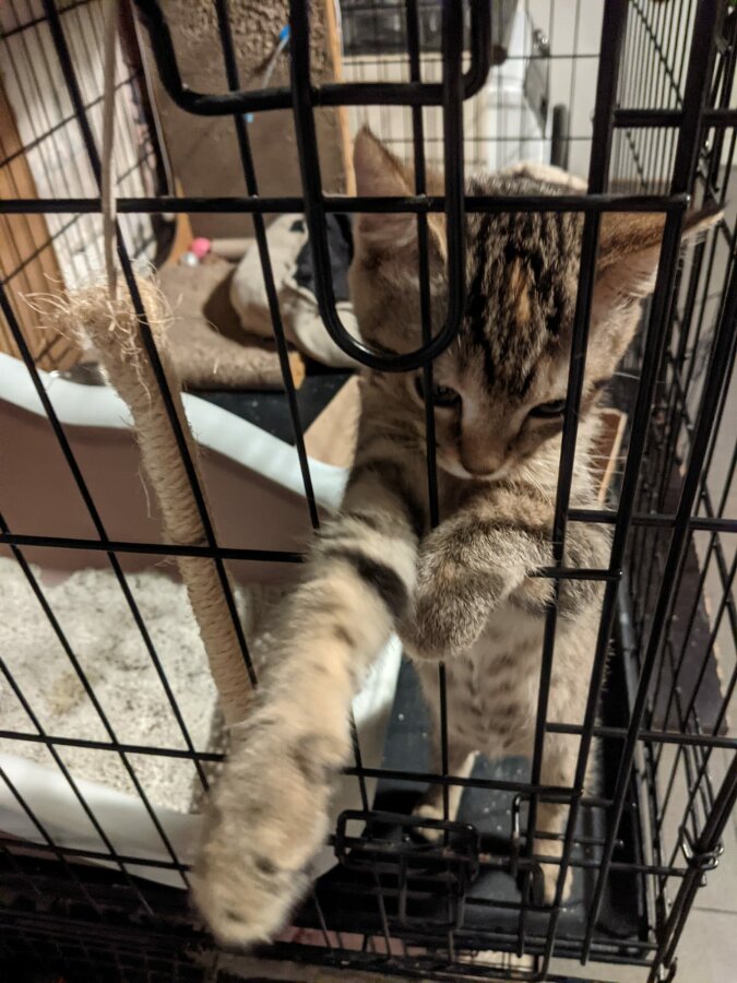 chat