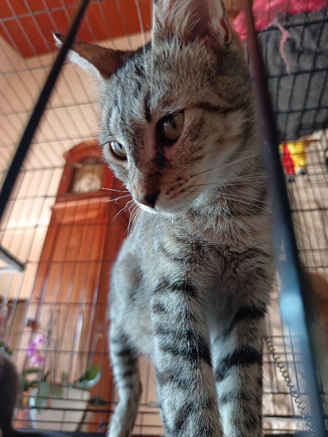 chat