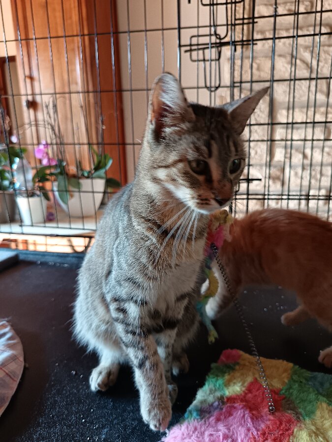 chat