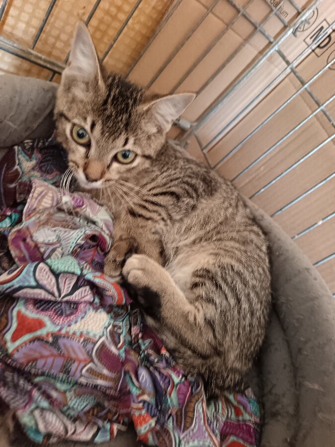 chat