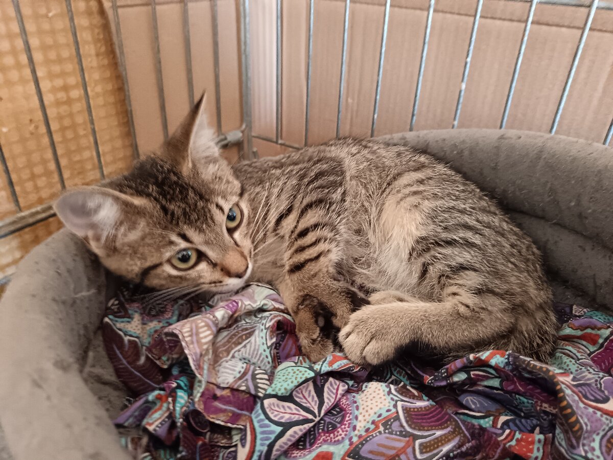 chat