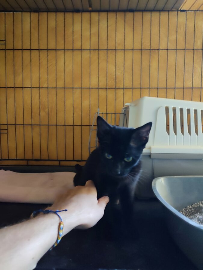 chat