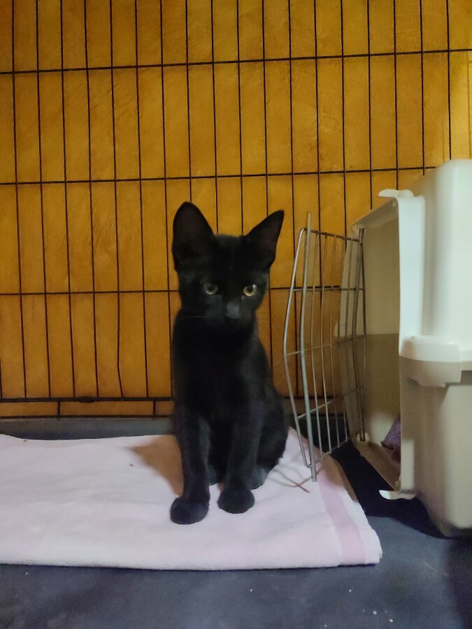 chat
