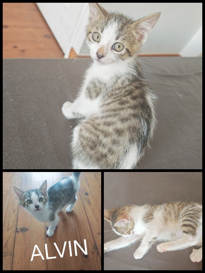 chat