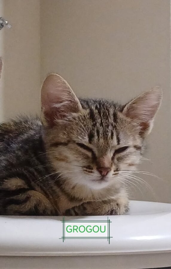 chat