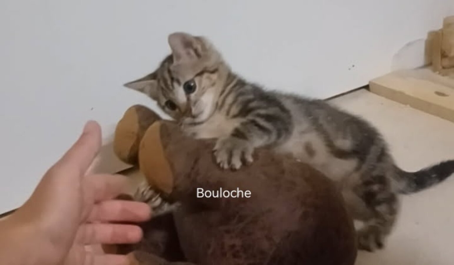 chat