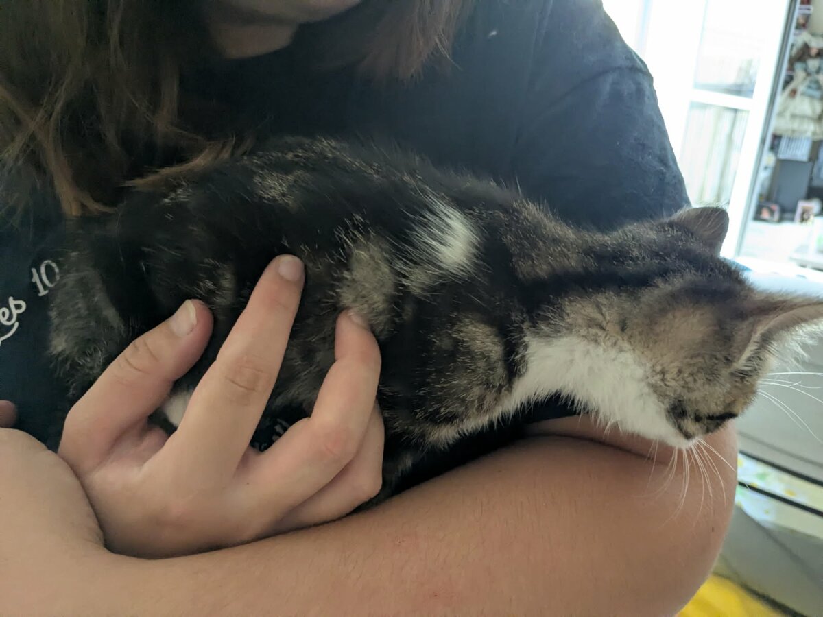 chat