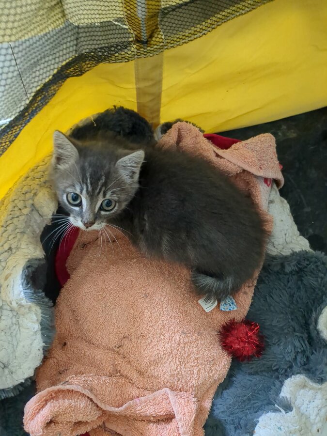 chat