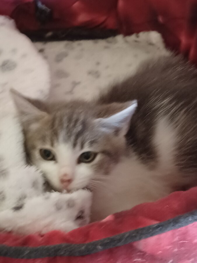 chat