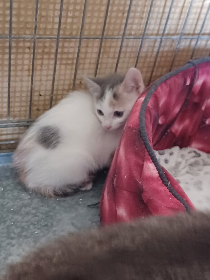 chat