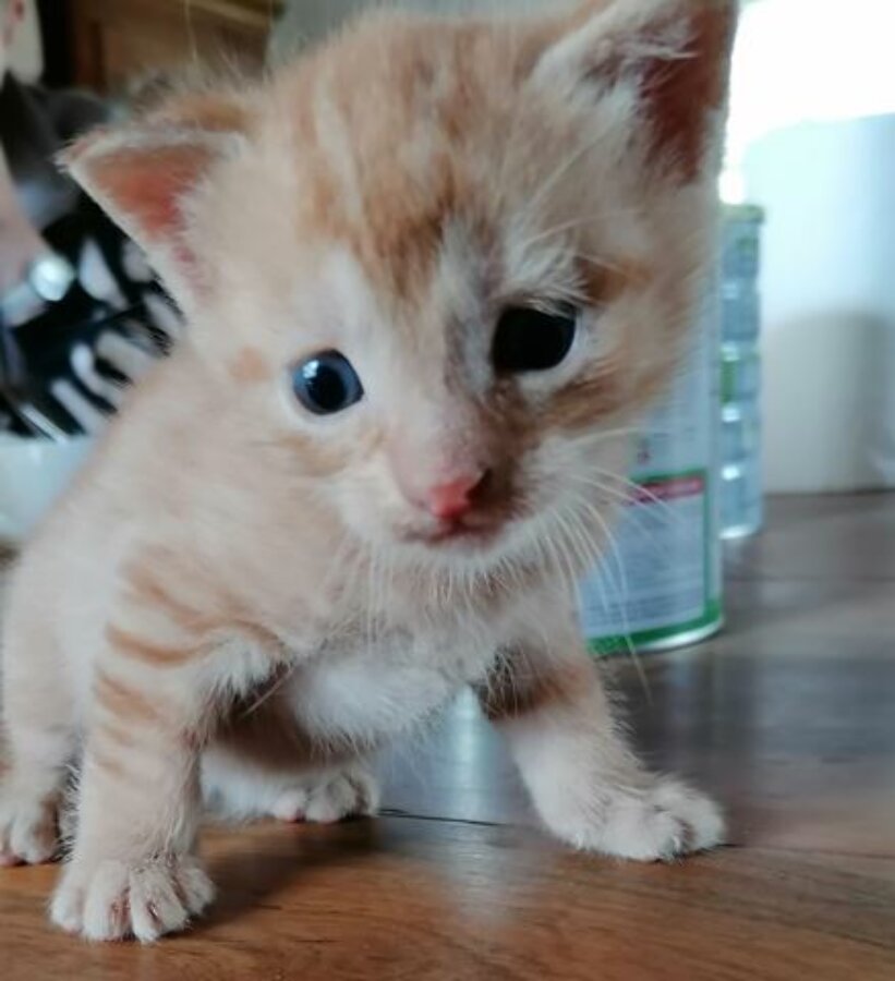 chat