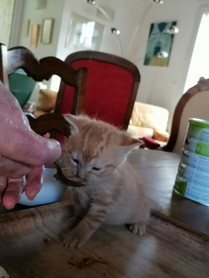 chat