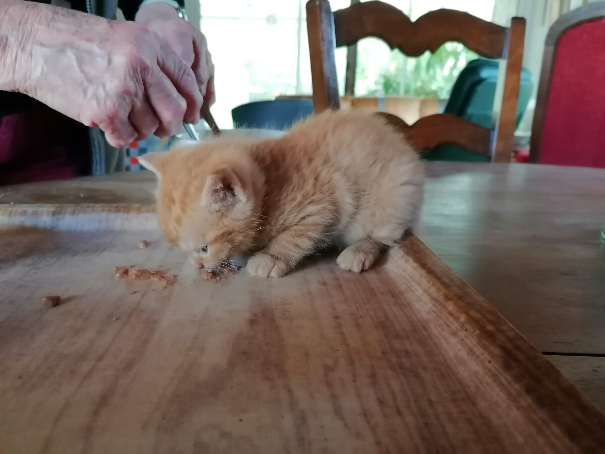 chat