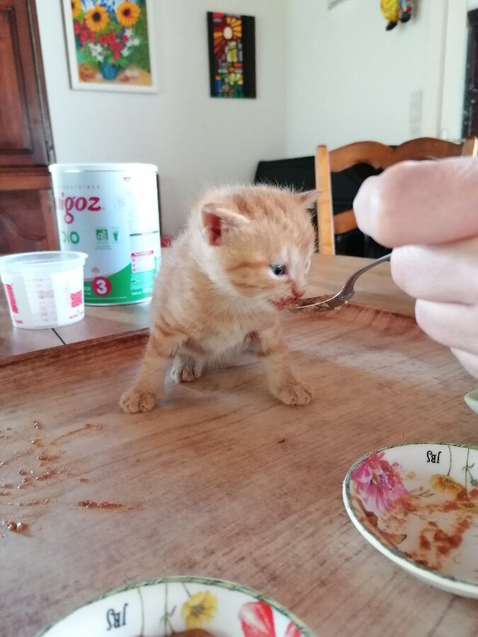 chat