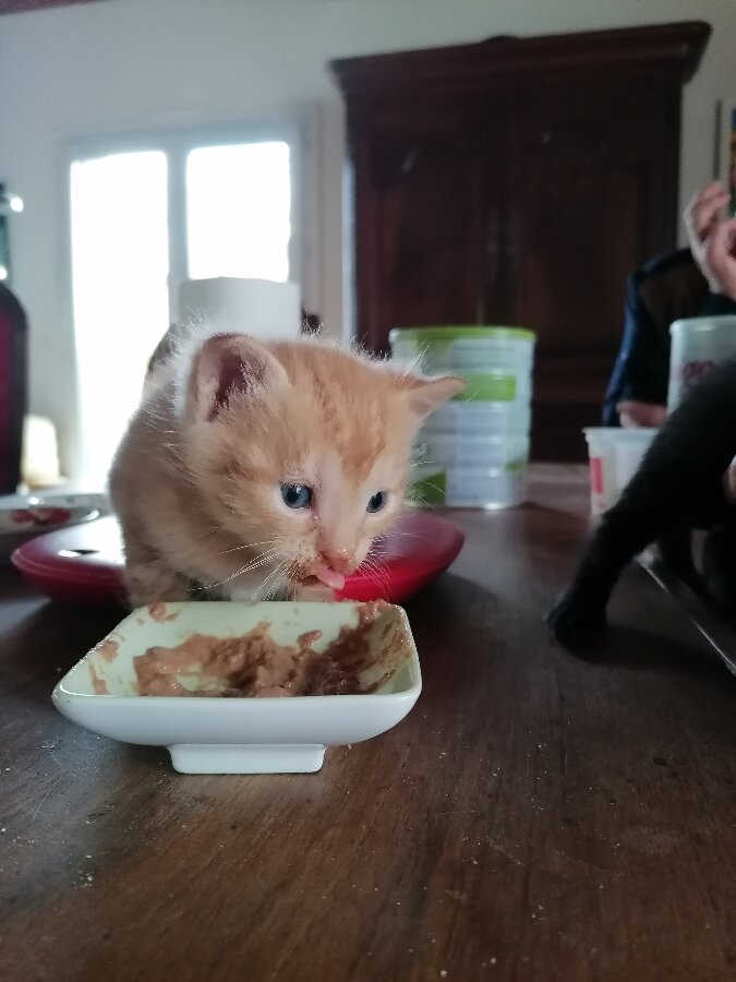 chat