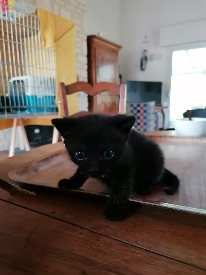 chat