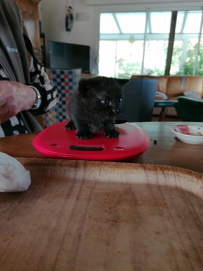 chat