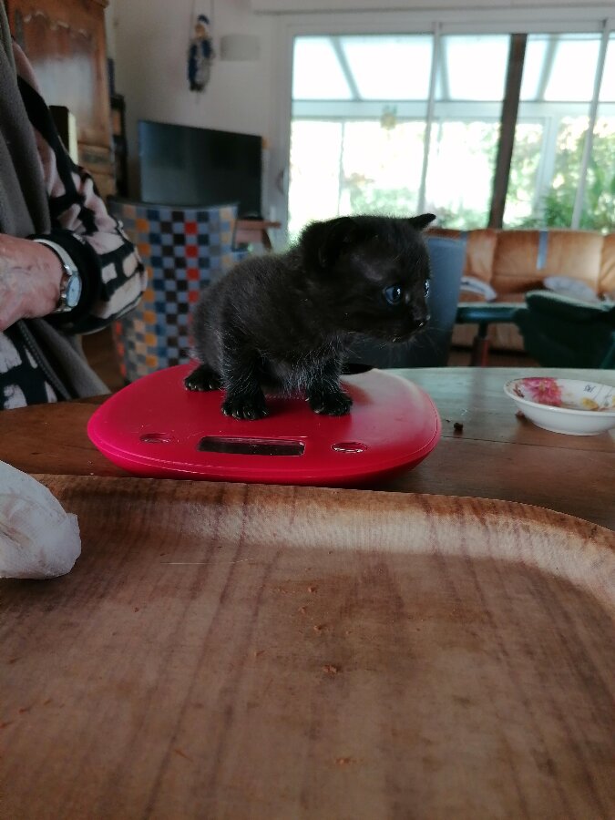 chat