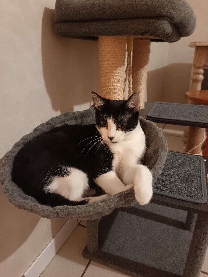 chat