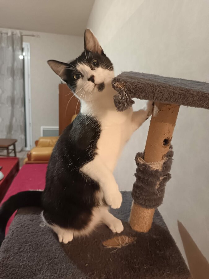 chat