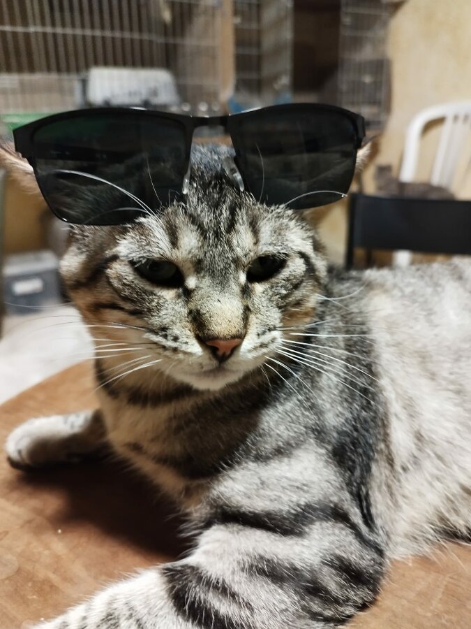 chat