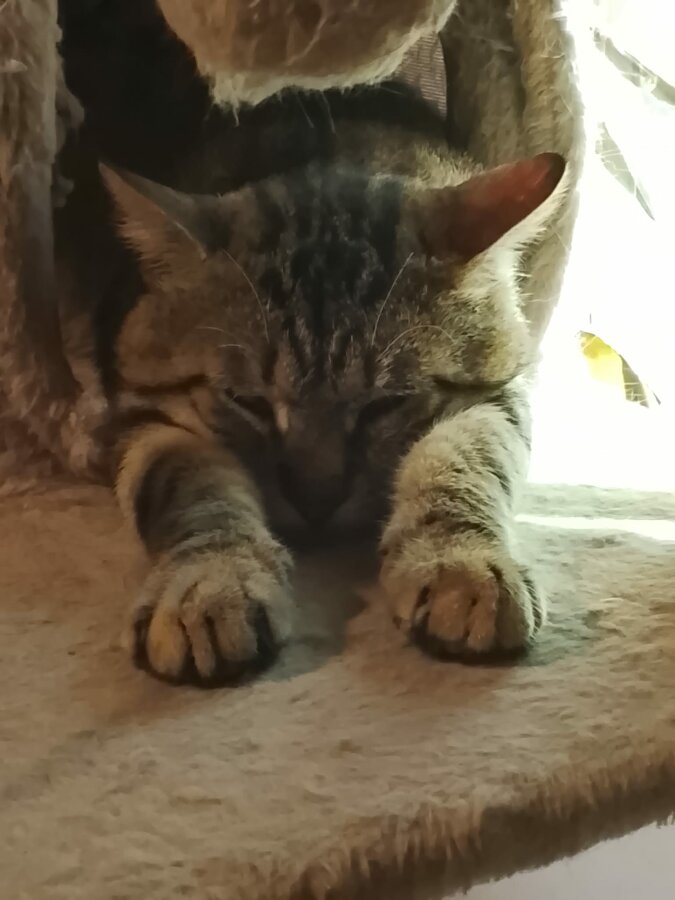 chat