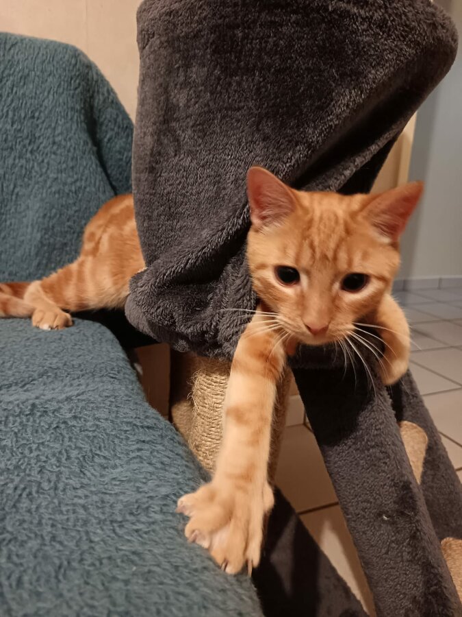 chat