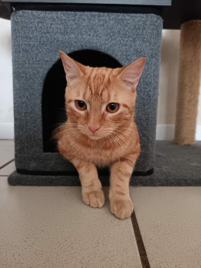 chat