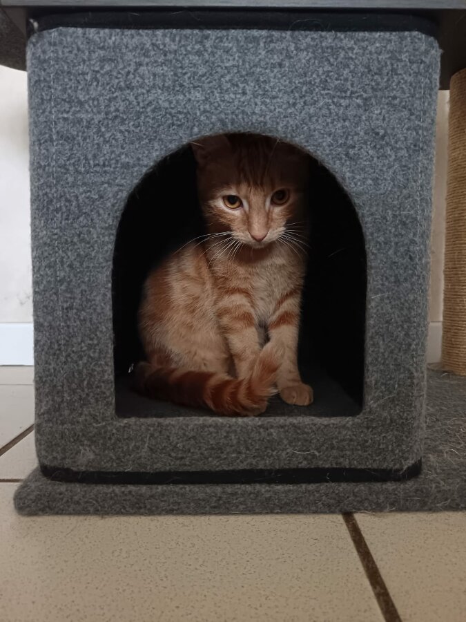 chat