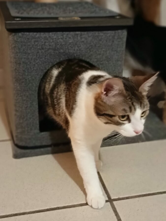 chat