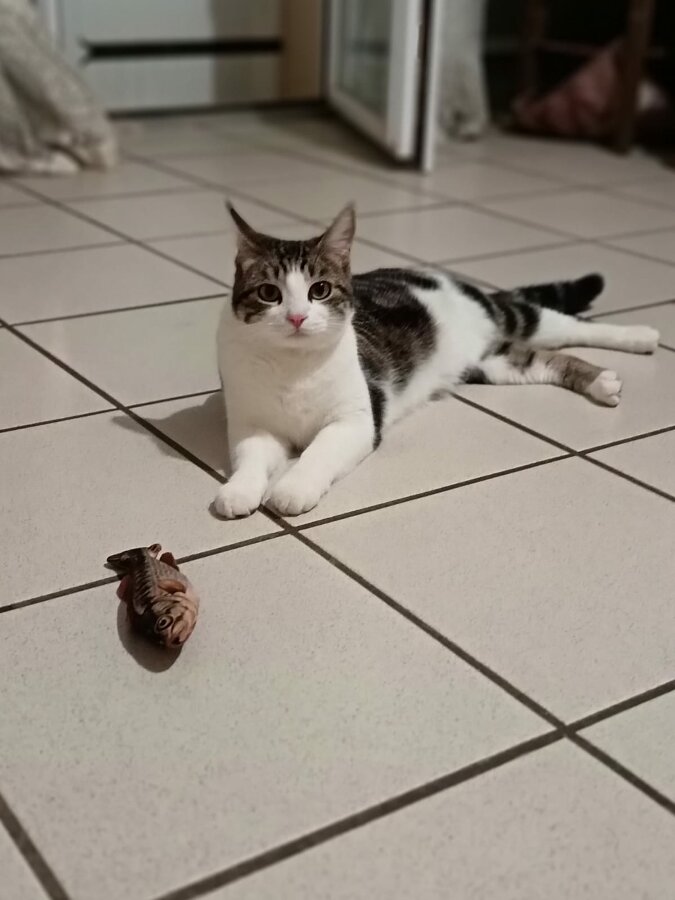 chat