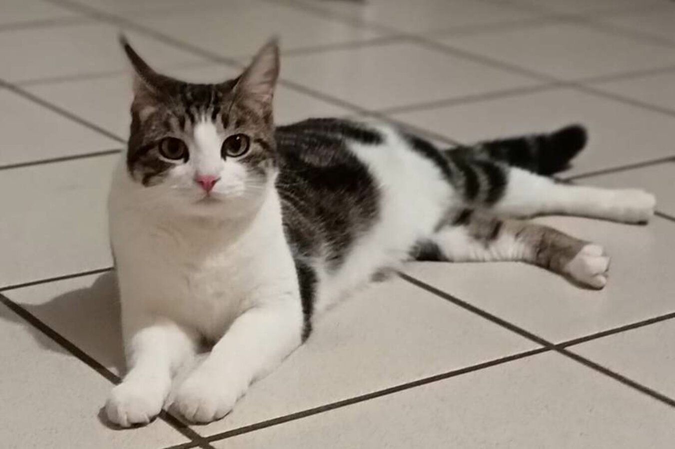 chat