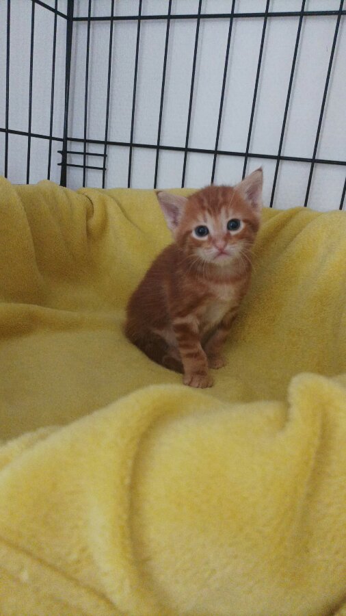 chat