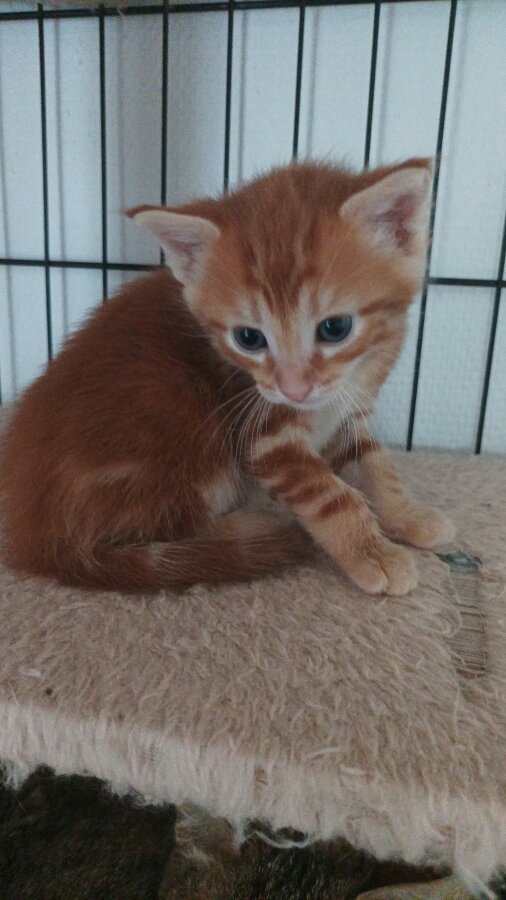 chat
