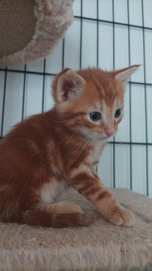 chat