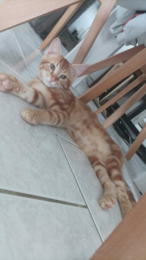 chat