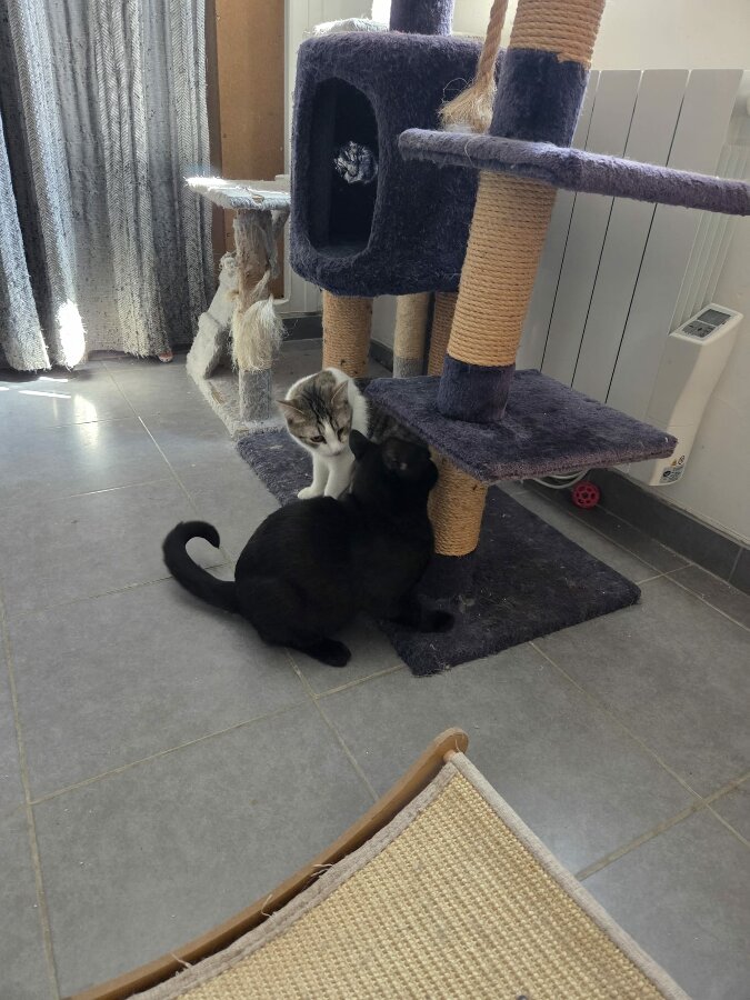 chat