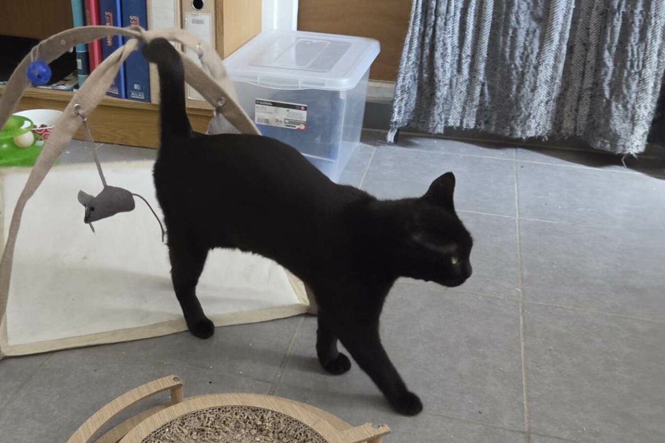 chat